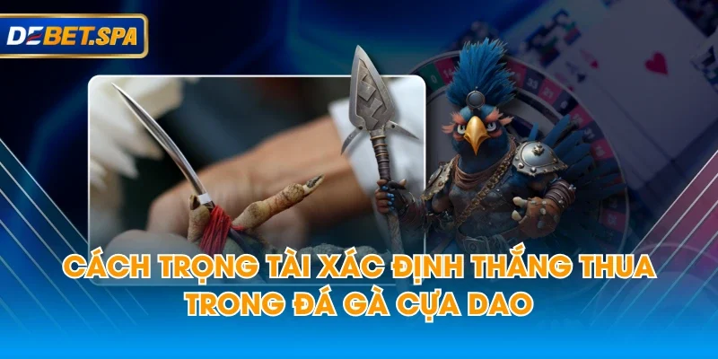 Cách trọng tài xác định thắng thua trong đá gà cựa dao