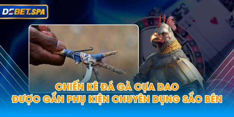 Chiến kê đá gà cựa dao được gắn phụ kiện chuyên dụng sắc bén Chiến kê đá gà cựa dao được gắn phụ kiện chuyên dụng sắc bén